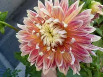 P108012-1.webp