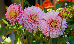 Dahlie Smokey startet richtig durch_1024.webp