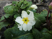CIMG4429.webp