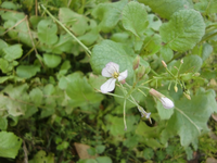 CIMG4424.webp