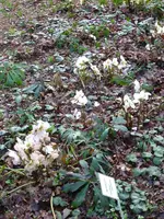 Blüten1.webp