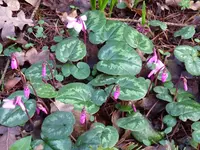 Blüten2.webp