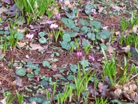 Blüten3.webp