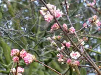 Blüten4.webp