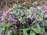 Blüten5.webp