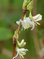 Blüten6.webp