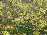 Blüten7.webp