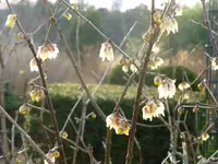 Blüten9.webp