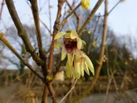 Blüten10.webp