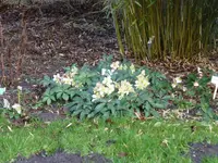 Blüten11.webp