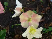 Blüten12.webp