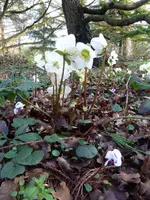 Blüten13.webp