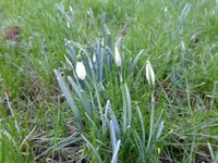 Blüten14.webp