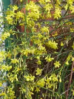 Blüten15.webp