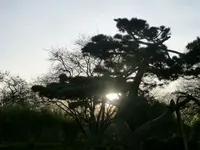 Abo15.webp