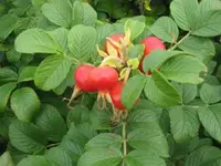 Bild 591.webp