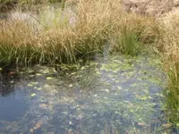 009.webp