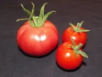 fleischtomate-pink-wonder-f1-2.webp