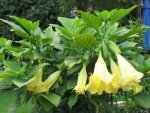 Datura 2011.jpg