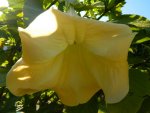 Datura_Bluete 2011.jpg