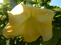 Datura_Bluete 2011.webp