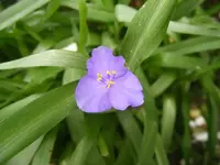 Dreimasterblüte1.webp