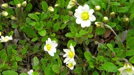 DSCN4587.webp
