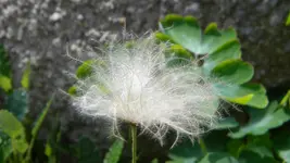 DSCN5300.webp