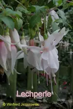 Lechperle_fJeziorowski.webp