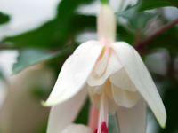 Shy Lady.webp