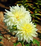 Dahlie Fleurel in voller Blüte_600_verkleinert.JPG