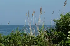 See2.webp