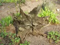 035.webp