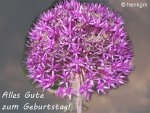 Allium_Gruss.jpg