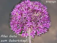 Allium_Gruss.webp