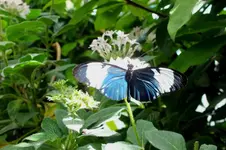 2012_0810Sommer0067 kl. blauer.webp