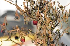 IMG_5005_bearbeitet-1.webp