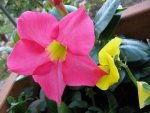 Dipladenia rosa.jpg