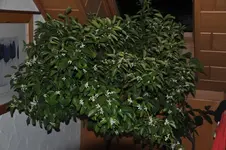 CALAMONDIN.webp