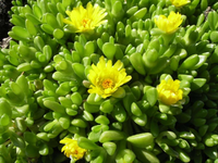 mittagsblümchen.webp