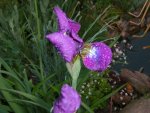 siebirische iris-01.JPG