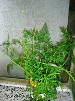 Raupen 3.webp