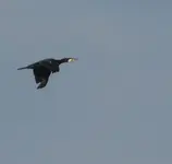 P1050866_600_572.webp