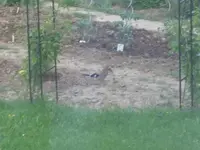 eichelhäher.webp eichelhäher.webp