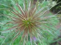 kuhschelle.webp kuhschelle.webp