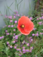 mohn rot.webp mohn rot.webp