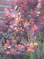 roter Perrückenstrauch.webp roter Perrückenstrauch.webp