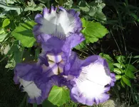 IMG_1348zuschnittklein.webp