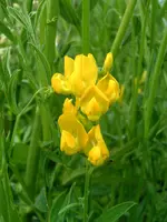 0001.webp