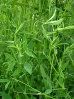 0003.webp